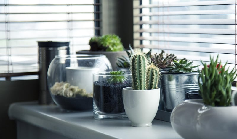 Unique plant arrangements