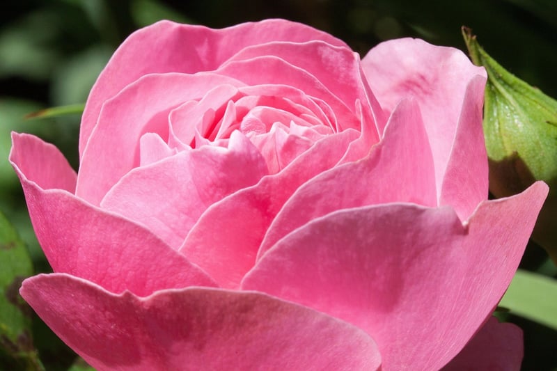 Climbing Rose