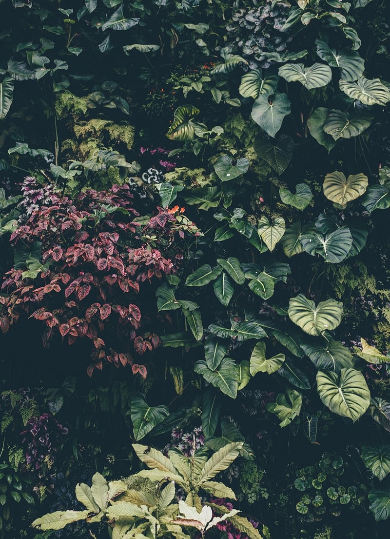 English Ivy