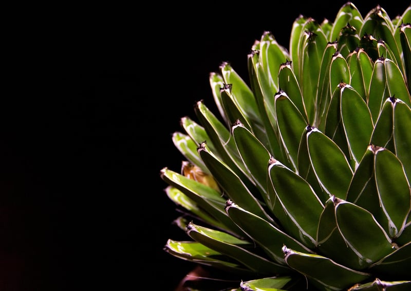 Succulent Teacup Planters
